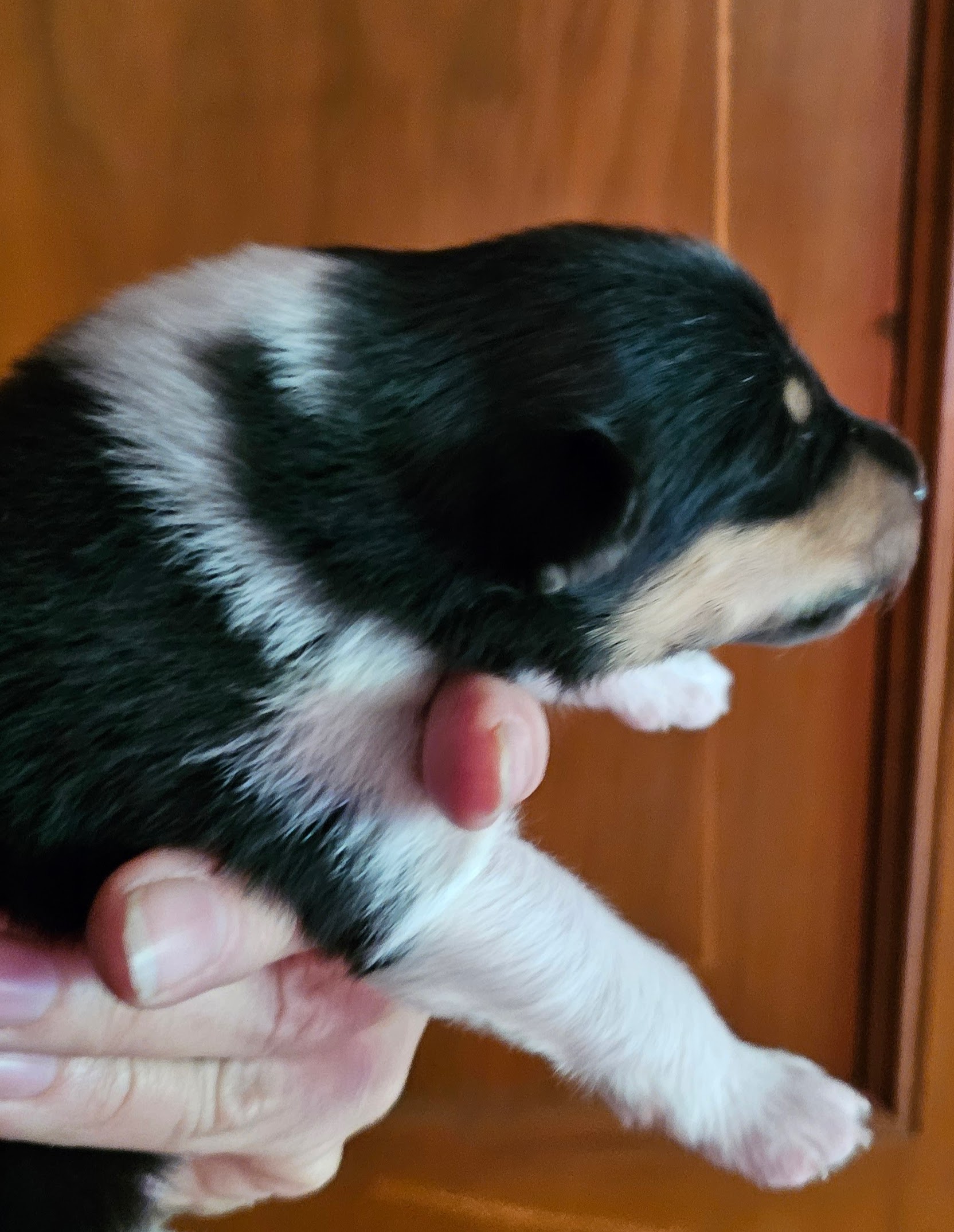 Chopin, mâle, disponible