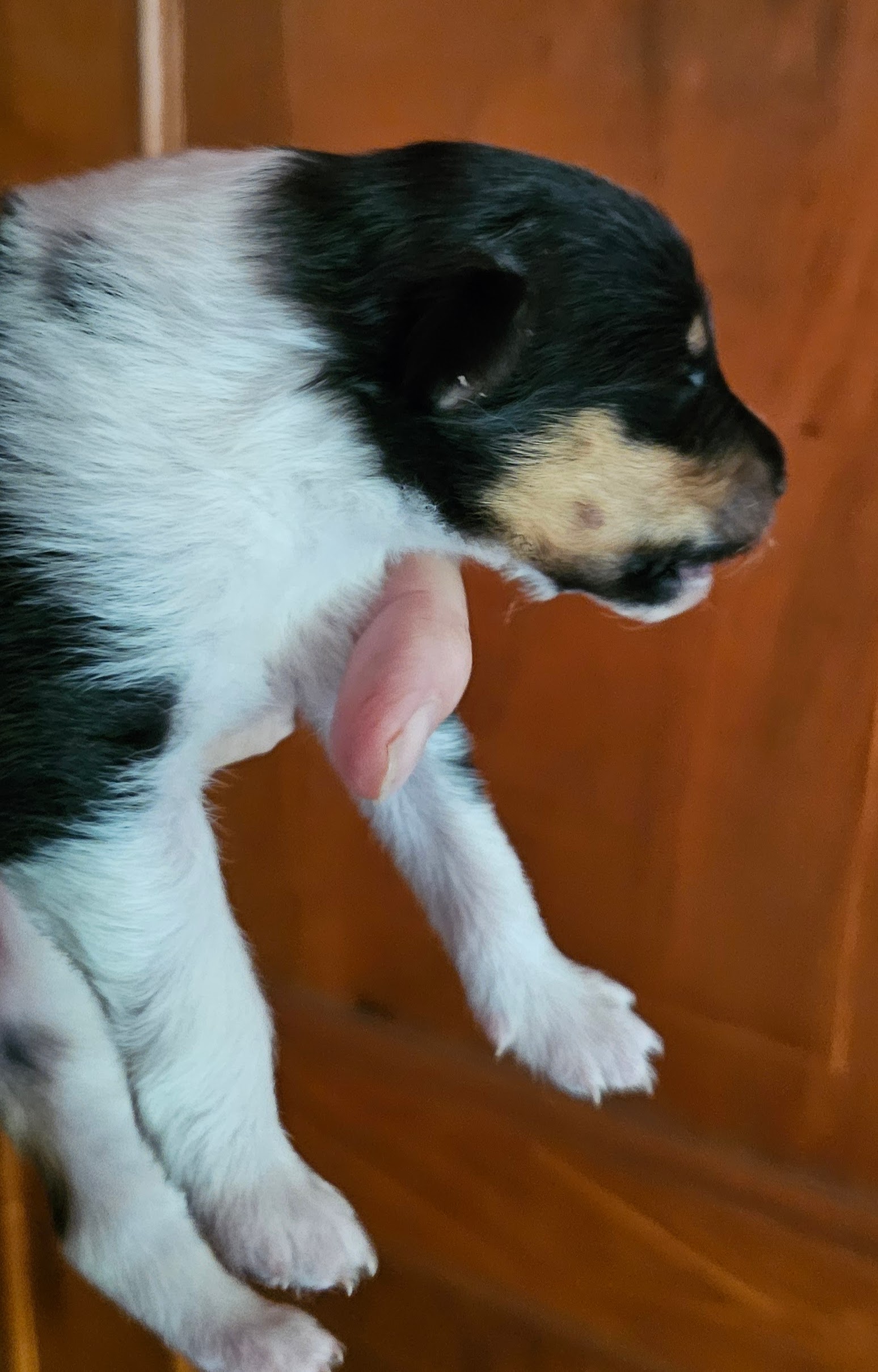 Calliope, femelle, disponible
