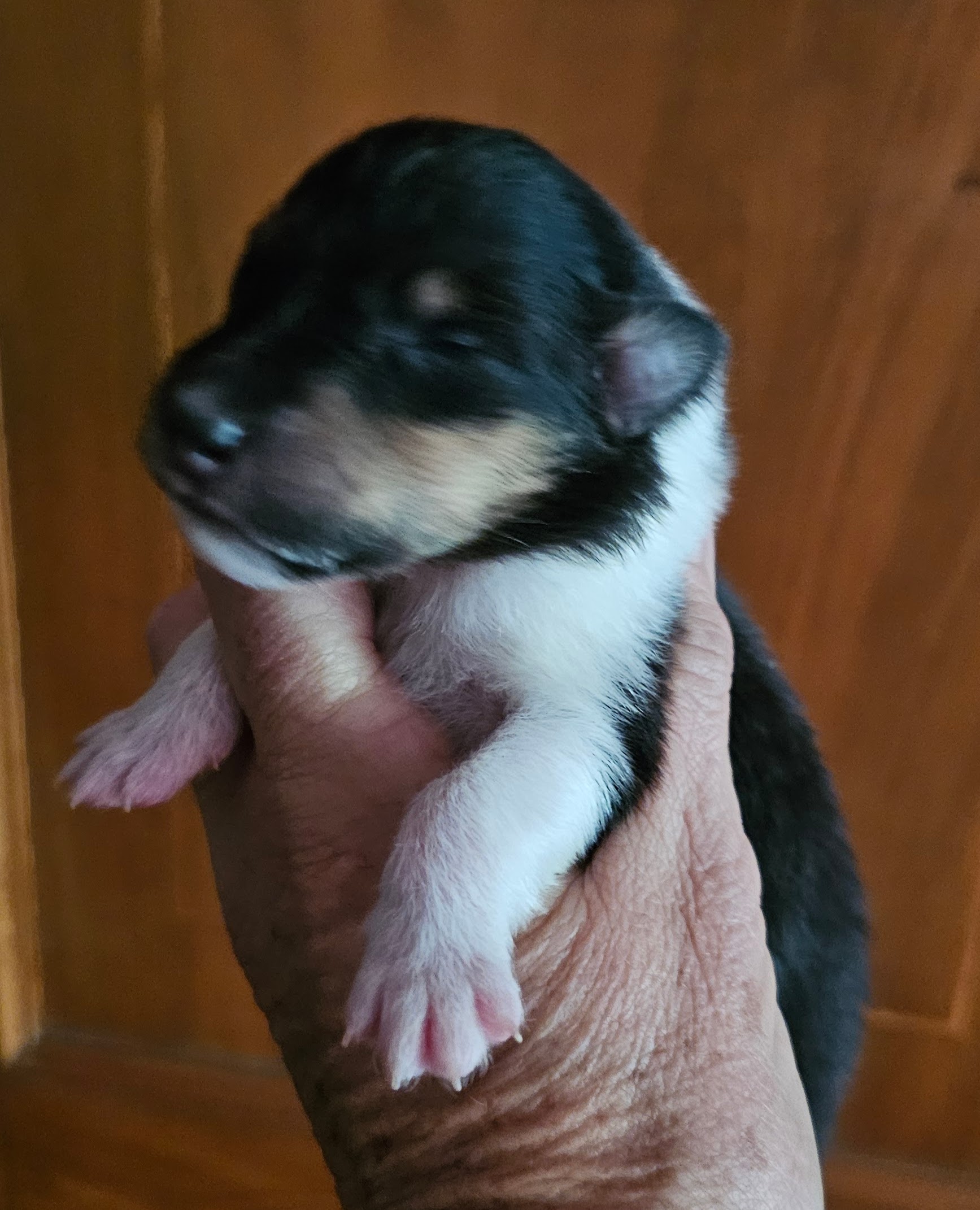 Czardash, mâle, disponible