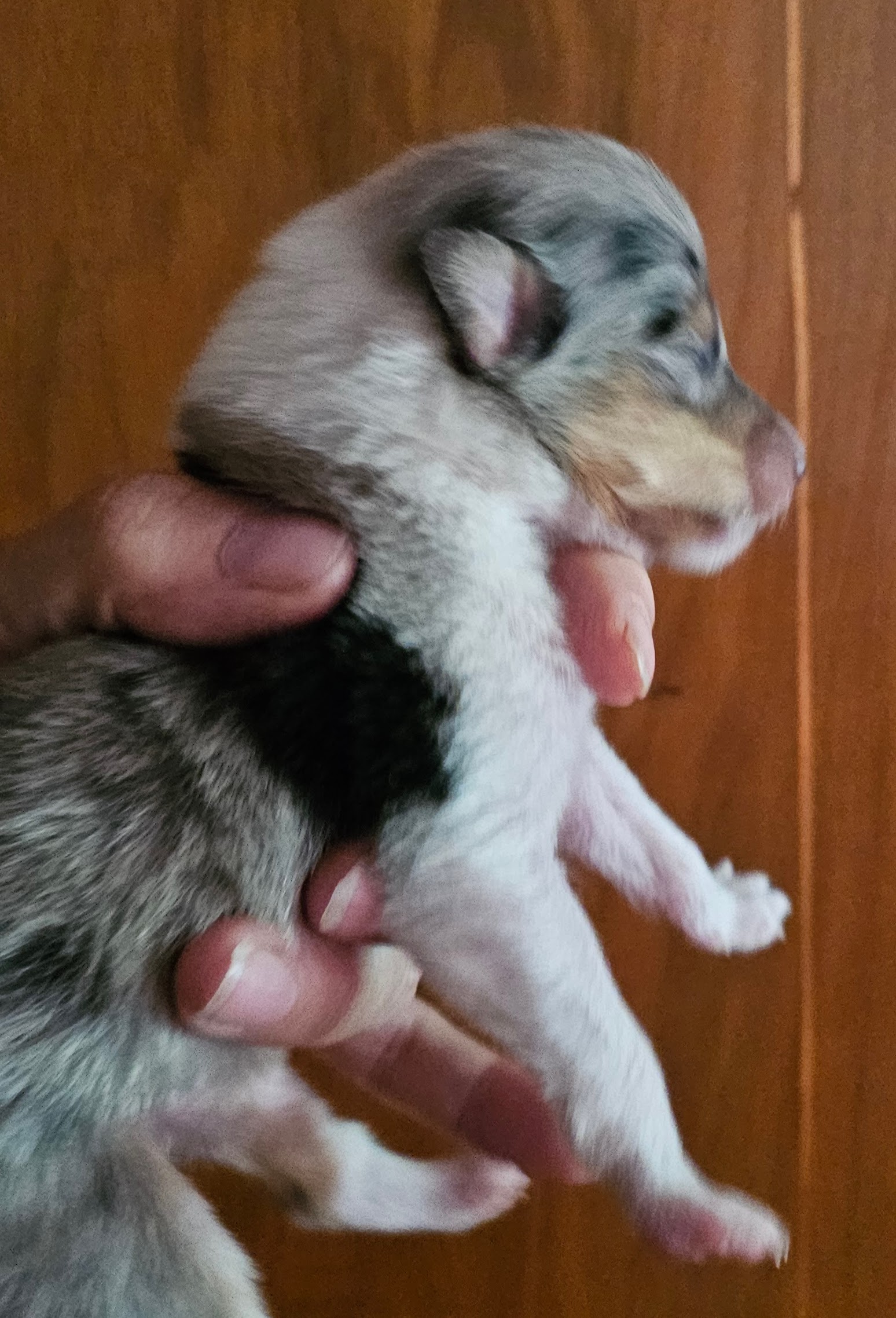 Calypso Blue, mâle, disponible