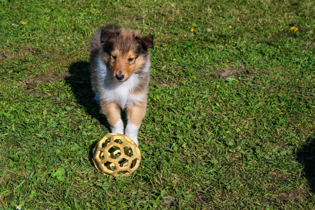 Eagle of Liberty, mâle, disponible